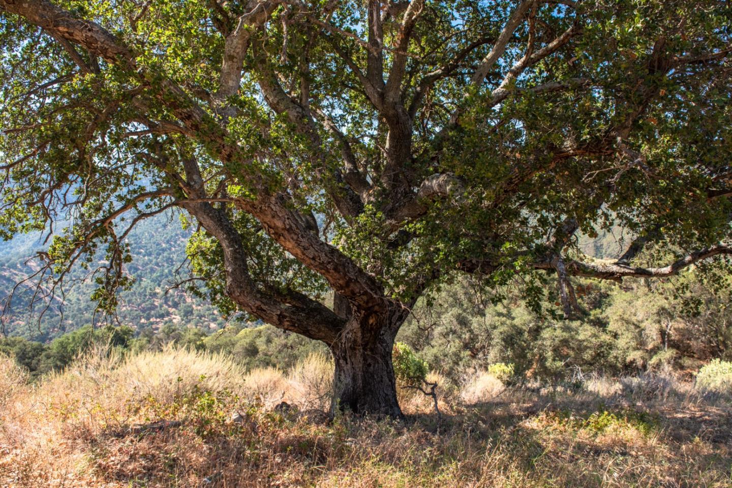 47292 Arroyo Seco Road, GREENFIELD, California 93927, ,Lots And Land,For Sale,Arroyo Seco Road,40965410