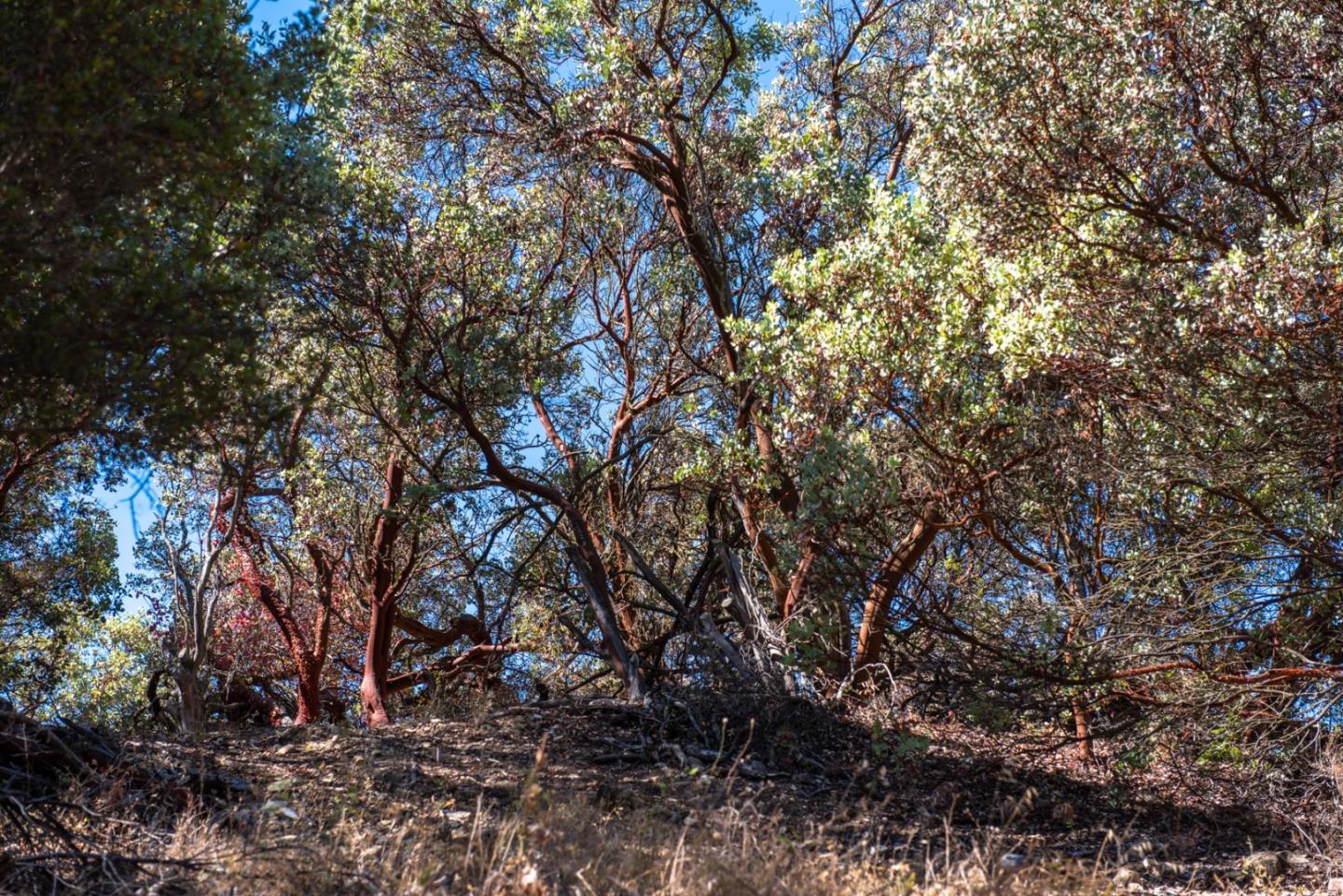 47292 Arroyo Seco Road, GREENFIELD, California 93927, ,Lots And Land,For Sale,Arroyo Seco Road,40965410