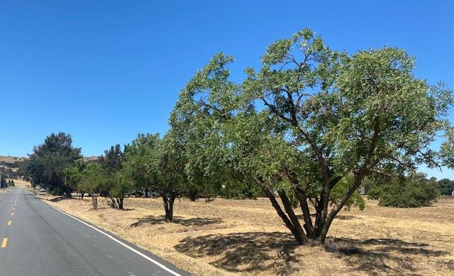 545 San Martin Avenue, SAN MARTIN, California 95046, ,Lots And Land,For Sale,San Martin Avenue,40965413