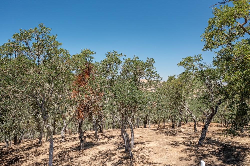 00 Cienega Road, HOLLISTER, California 95023, ,Lots And Land,For Sale,Cienega Road,40965421