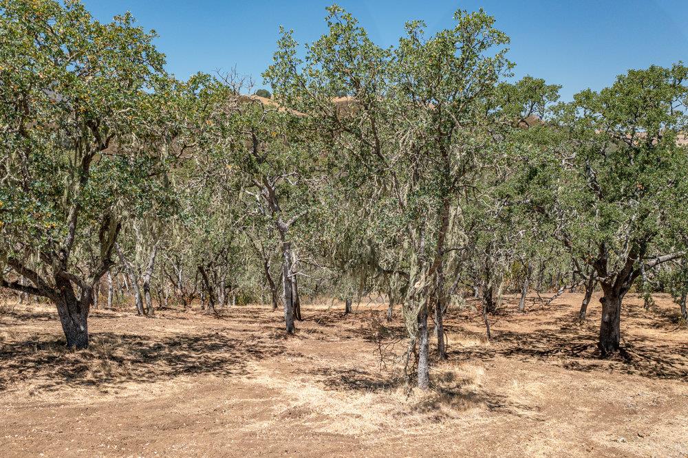 00 Cienega Road, HOLLISTER, California 95023, ,Lots And Land,For Sale,Cienega Road,40965421