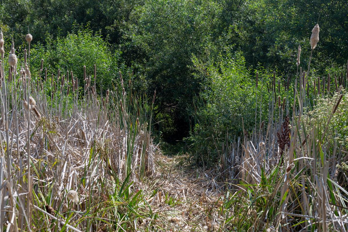 0000 Pescadero Road, PESCADERO, California 94060, ,Lots And Land,For Sale,Pescadero Road,40965665