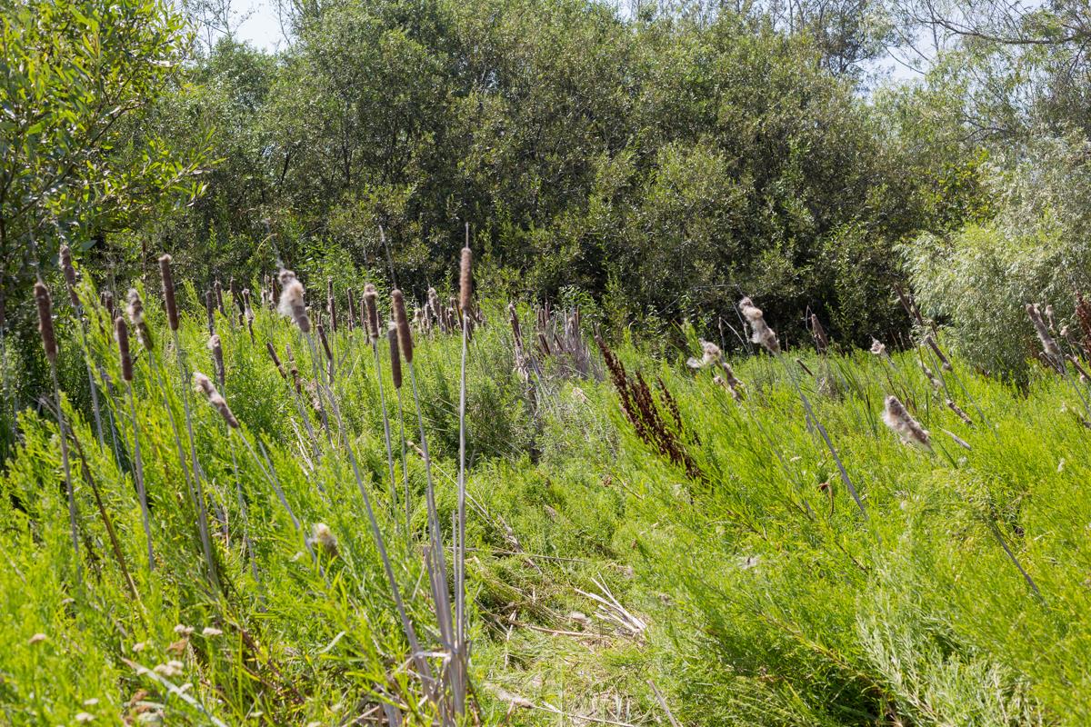 0000 Pescadero Road, PESCADERO, California 94060, ,Lots And Land,For Sale,Pescadero Road,40965665