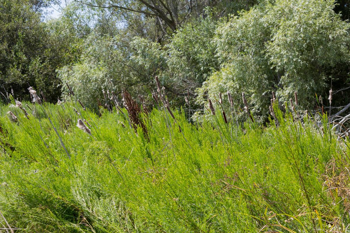 0000 Pescadero Road, PESCADERO, California 94060, ,Lots And Land,For Sale,Pescadero Road,40965665