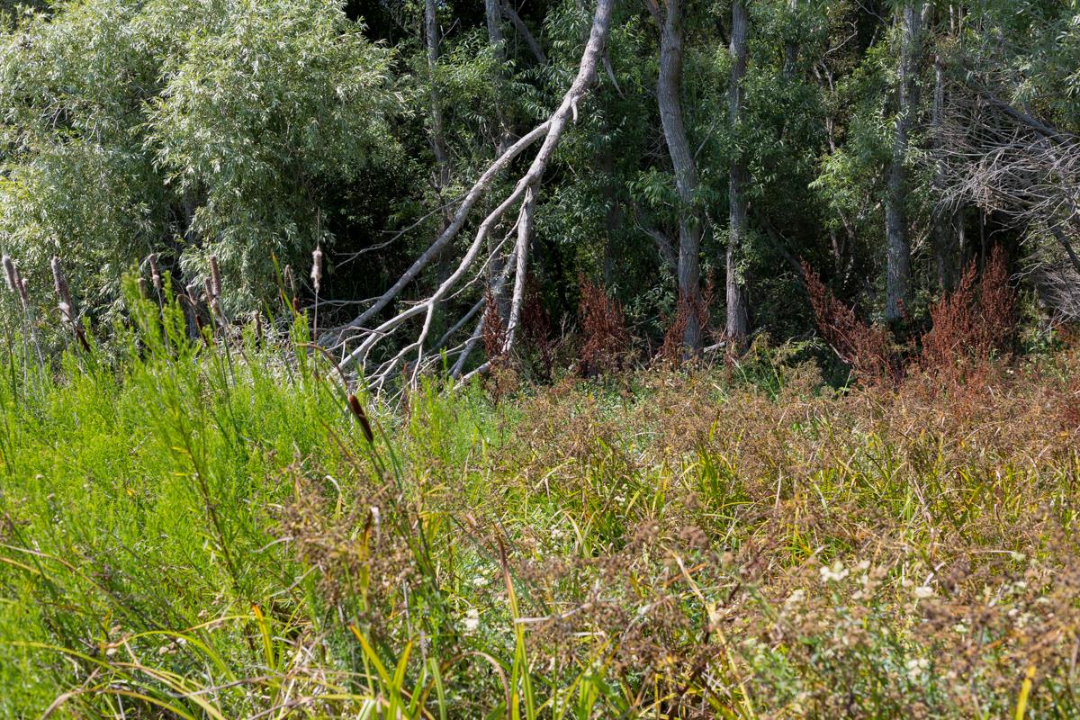 0000 Pescadero Road, PESCADERO, California 94060, ,Lots And Land,For Sale,Pescadero Road,40965665