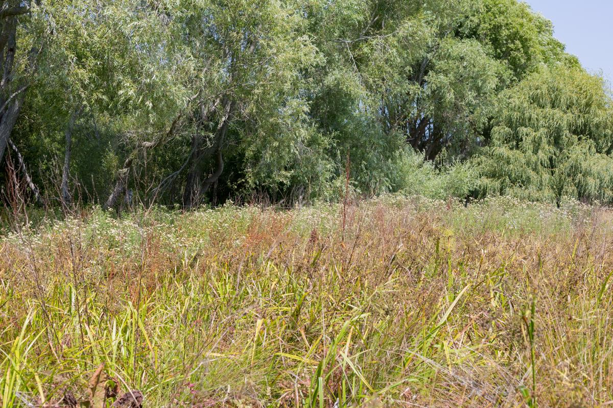 0000 Pescadero Road, PESCADERO, California 94060, ,Lots And Land,For Sale,Pescadero Road,40965665