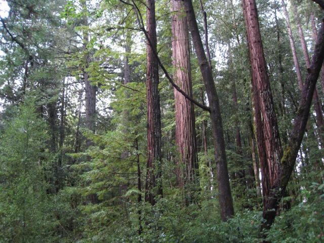 000 Slate Creek Road, LA HONDA, California 94020, ,Lots And Land,For Sale,Slate Creek Road,40965461