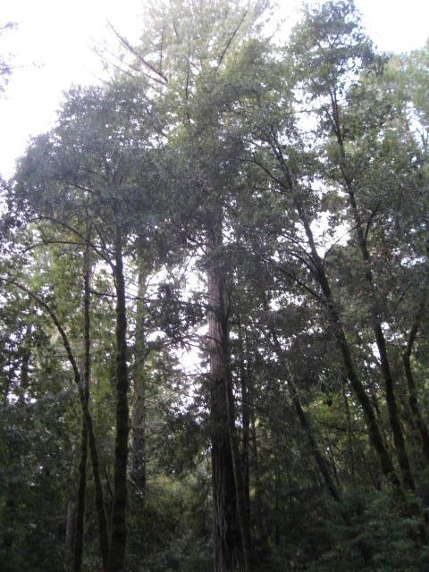 000 Slate Creek Road, LA HONDA, California 94020, ,Lots And Land,For Sale,Slate Creek Road,40965461