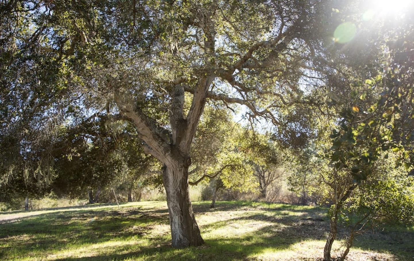 23 Tehama (Lot 40), CARMEL, California 93923, ,Lots And Land,For Sale,Tehama (Lot 40),40965516