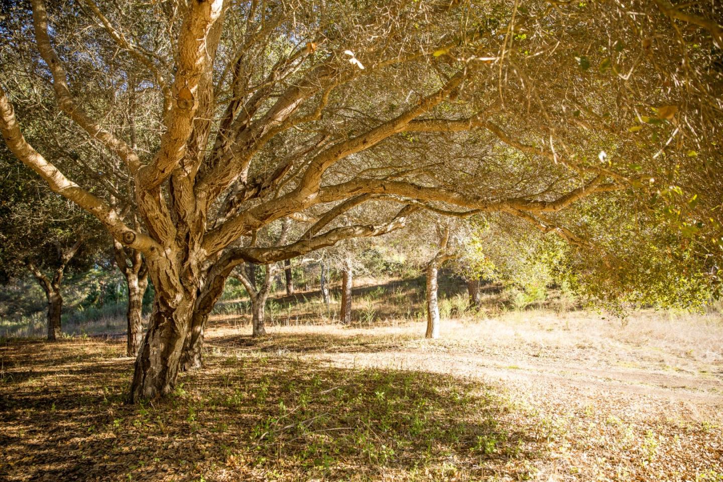 22 Tehama (Lot 37), CARMEL, California 93923, ,Lots And Land,For Sale,Tehama (Lot 37),40965515