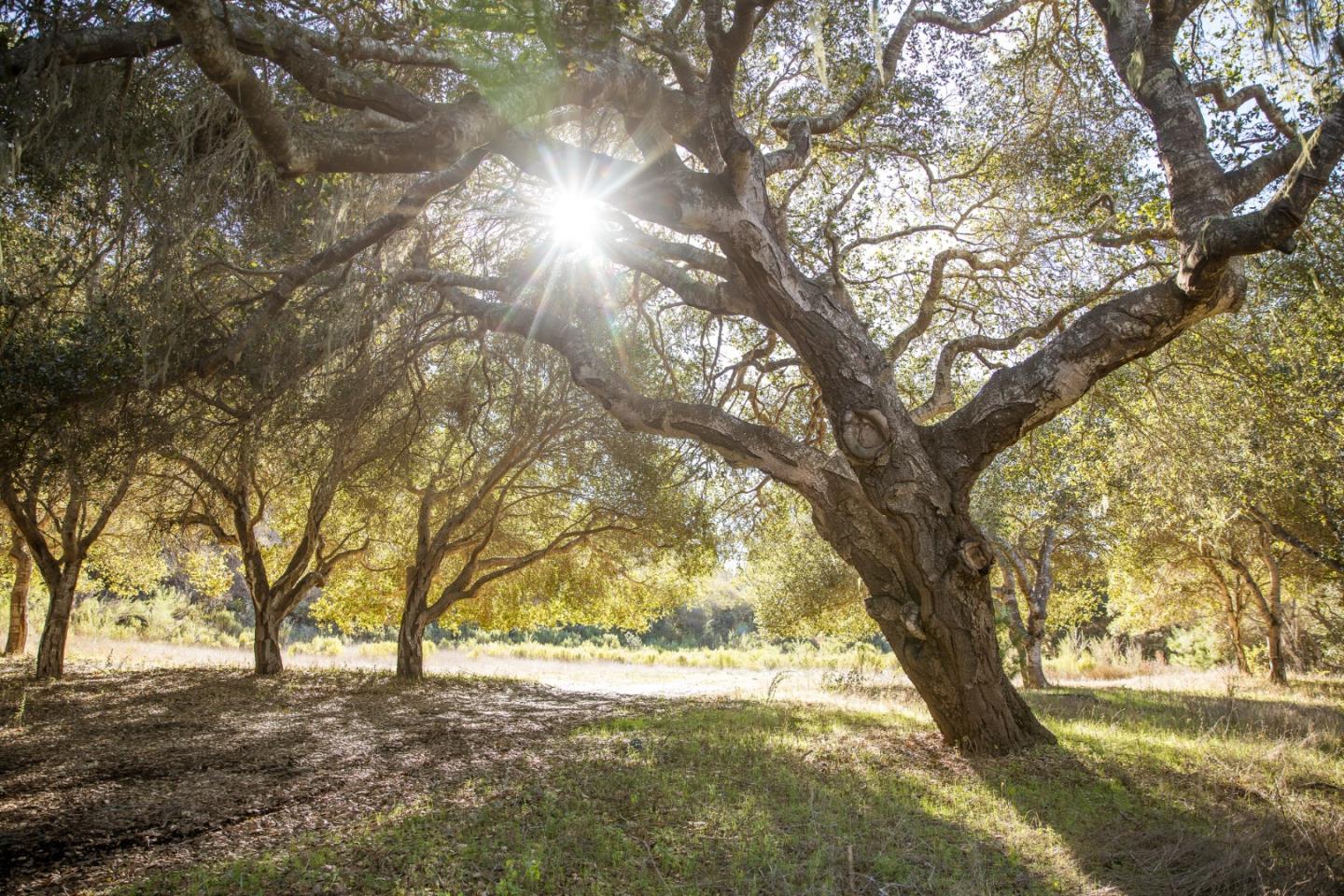 22 Tehama (Lot 37), CARMEL, California 93923, ,Lots And Land,For Sale,Tehama (Lot 37),40965515