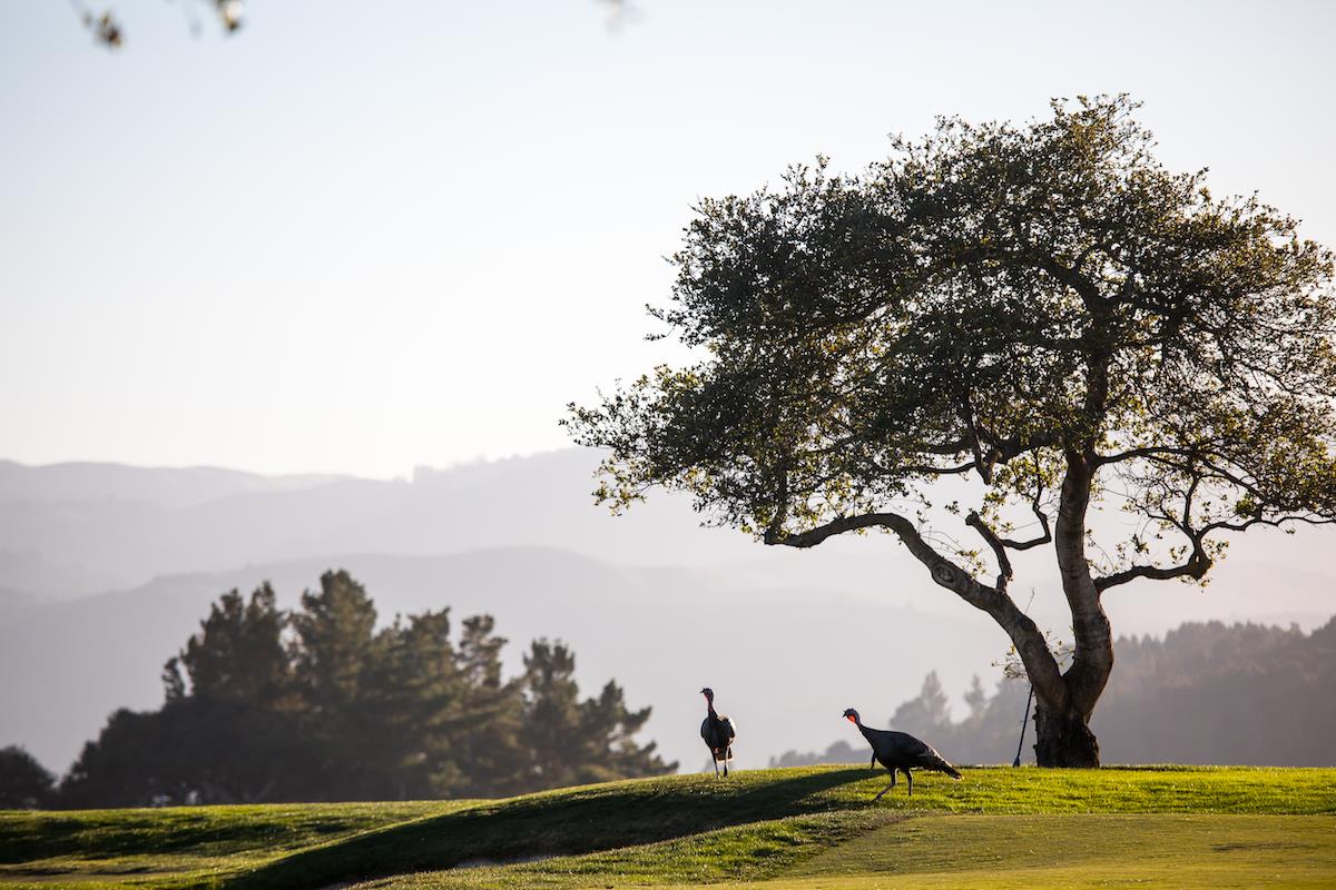 90 Linea de Fuego (Lot 63), CARMEL, California 93923, ,Lots And Land,For Sale,Linea de Fuego (Lot 63),40965519