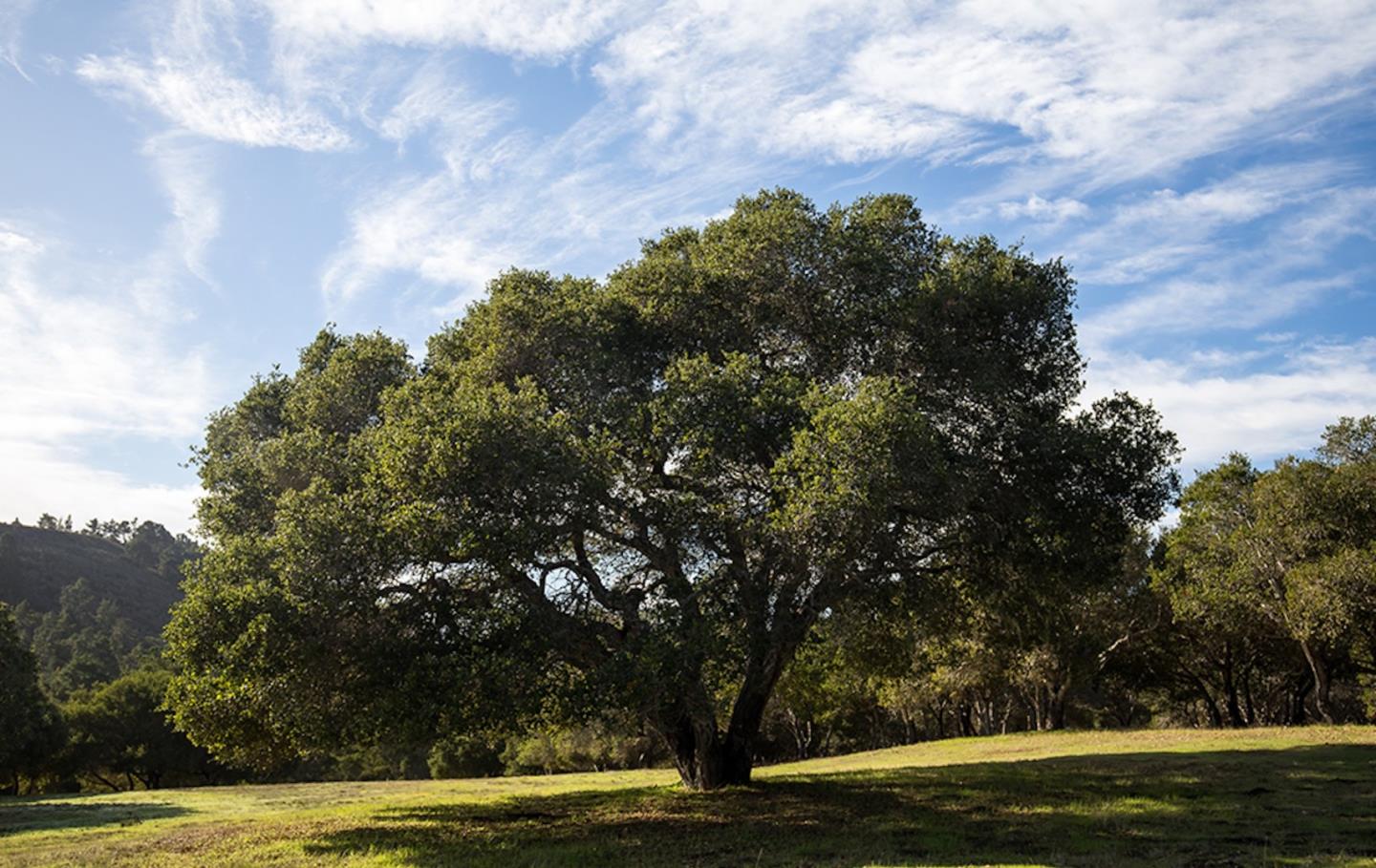 24 Tehama (Lot 10), CARMEL, California 93923, ,Lots And Land,For Sale,Tehama (Lot 10),40965518