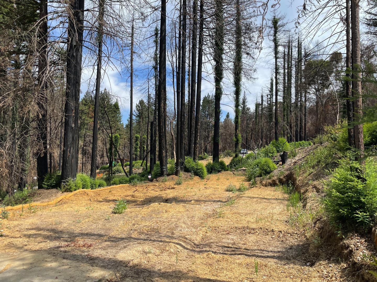 135 Fallen Leaf Drive, BOULDER CREEK, California 95006, ,Lots And Land,For Sale,Fallen Leaf Drive,40965529