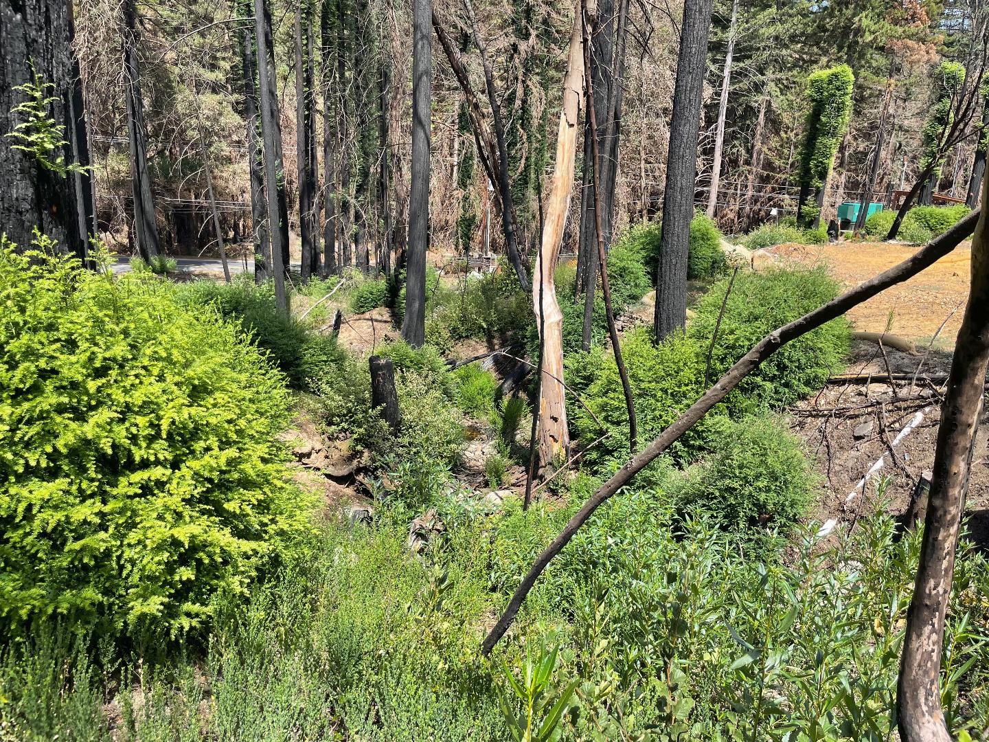 135 Fallen Leaf Drive, BOULDER CREEK, California 95006, ,Lots And Land,For Sale,Fallen Leaf Drive,40965529