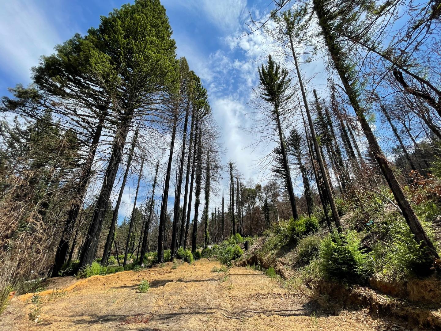 135 Fallen Leaf Drive, BOULDER CREEK, California 95006, ,Lots And Land,For Sale,Fallen Leaf Drive,40965529