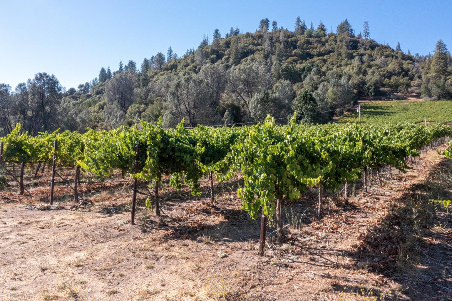 5200 Butte Creek Road, SOMERSET, California 95684, ,Lots And Land,For Sale,Butte Creek Road,40970962