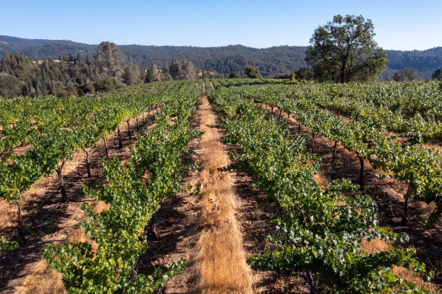 5200 Butte Creek Road, SOMERSET, California 95684, ,Lots And Land,For Sale,Butte Creek Road,40970962