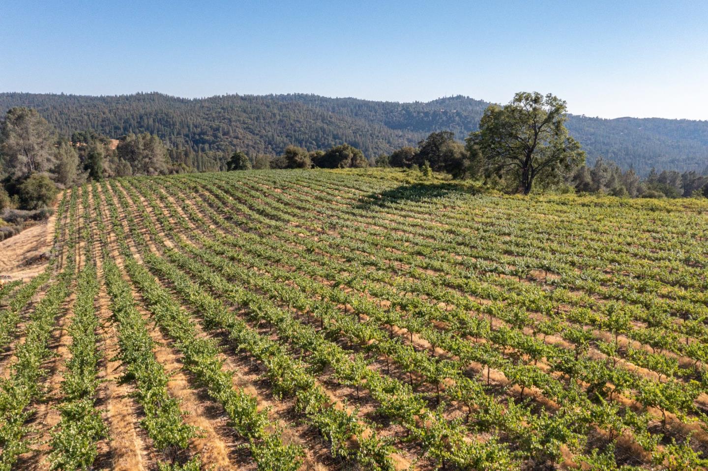 5200 Butte Creek Road, SOMERSET, California 95684, ,Lots And Land,For Sale,Butte Creek Road,40970962