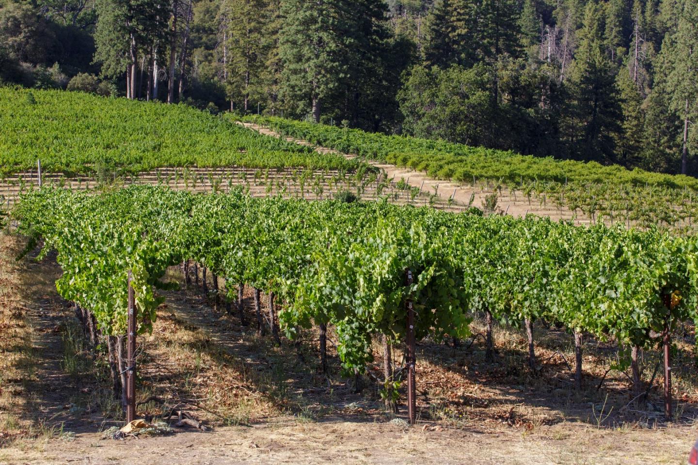 5200 Butte Creek Road, SOMERSET, California 95684, ,Lots And Land,For Sale,Butte Creek Road,40970962