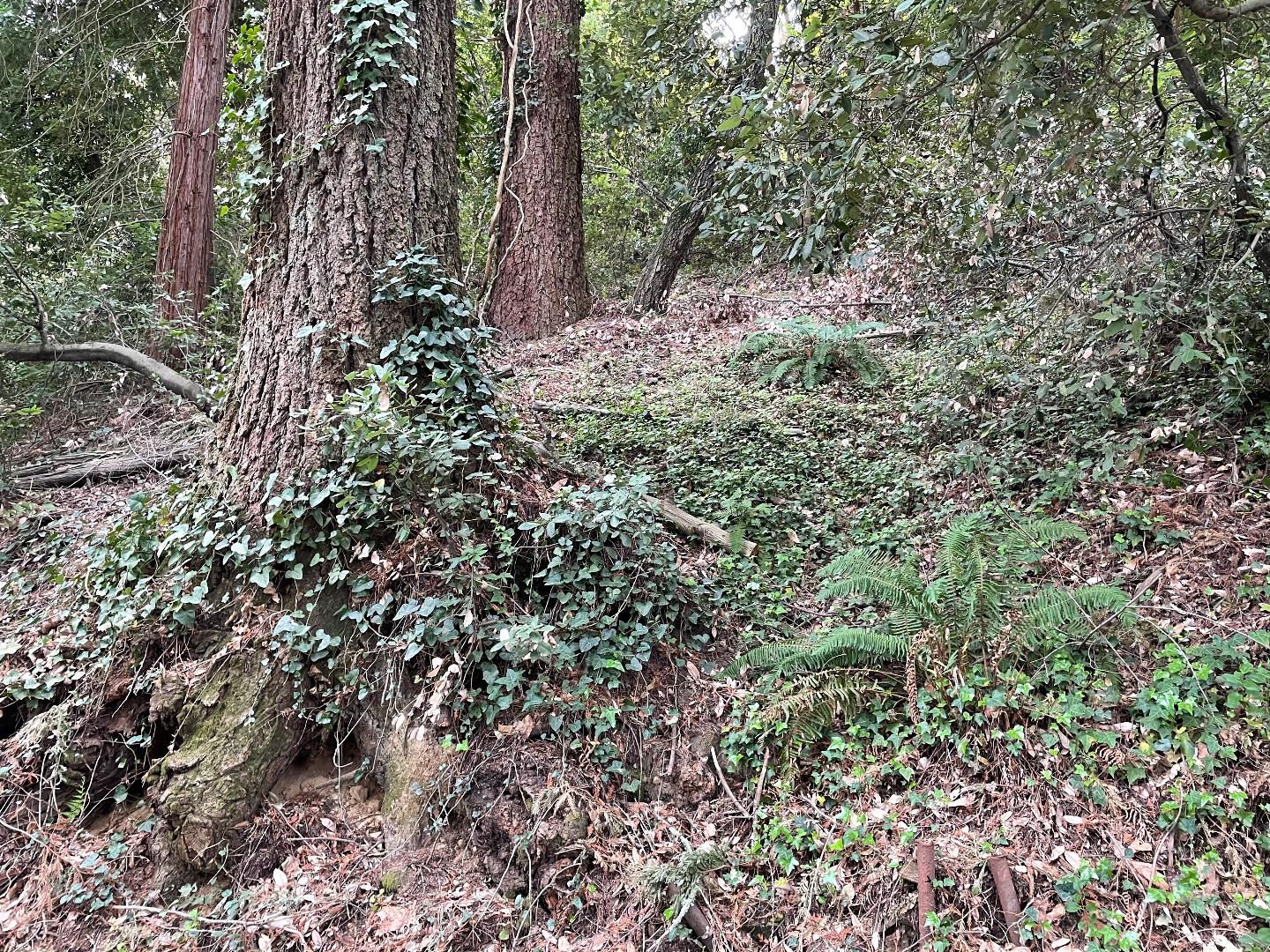 0 Santa Ana Road, LOS GATOS, California 95033, ,Lots And Land,For Sale,Santa Ana Road,40965561