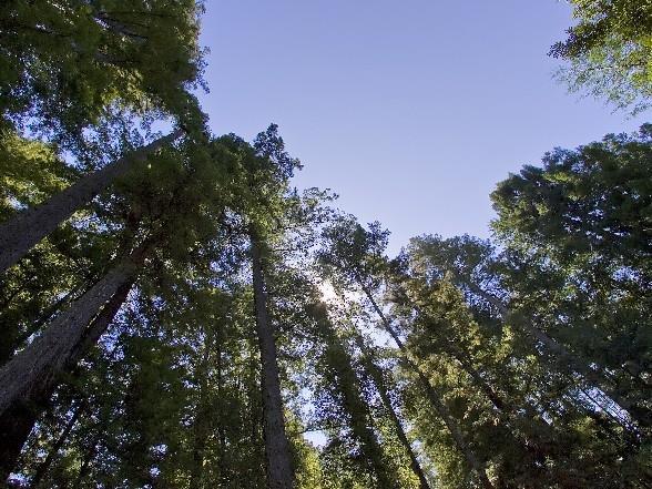00 Slate Creek Road, LA HONDA, California 94020, ,Lots And Land,For Sale,Slate Creek Road,40965564