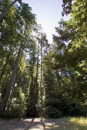 00 Slate Creek Road, LA HONDA, California 94020, ,Lots And Land,For Sale,Slate Creek Road,40965564