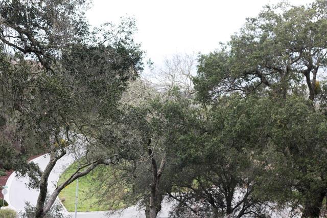2282 Gunnera Court, GILROY, California 95020, ,Lots And Land,For Sale,Gunnera Court,40965565