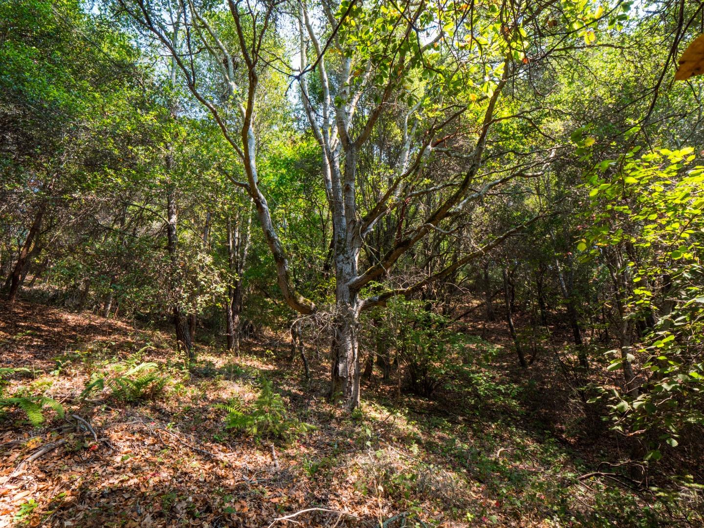 041-501-23 Valencia Road, APTOS, California 95003, ,Lots And Land,For Sale,Valencia Road,40965582