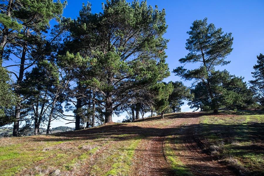 34 Tehama (Lot 29), CARMEL, California 93923, ,Lots And Land,For Sale,Tehama (Lot 29),40965622