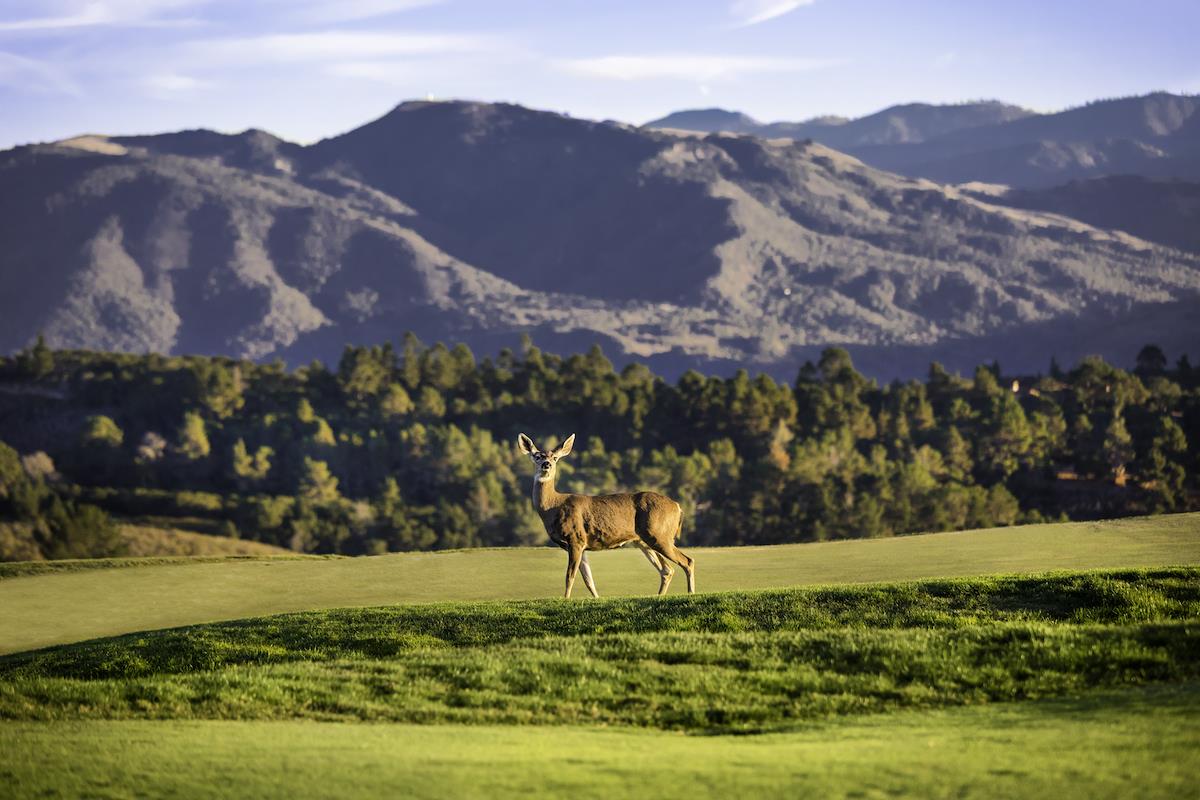 21 Tehama (Lot 39), CARMEL, California 93923, ,Lots And Land,For Sale,Tehama (Lot 39),40965625