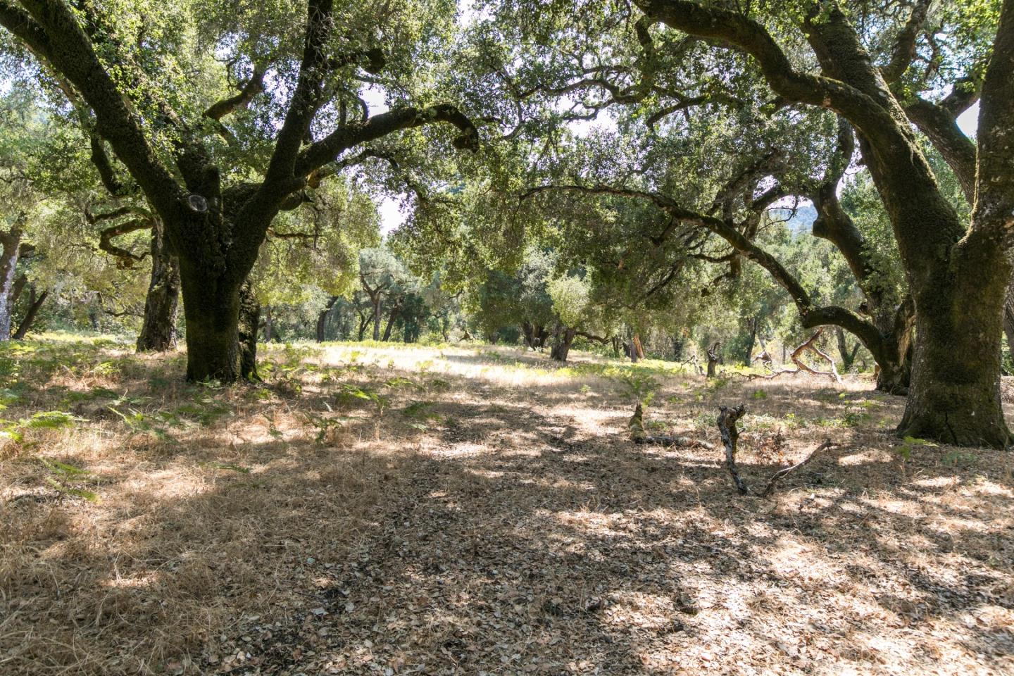 12 Arroyo Sequoia, CARMEL, California 93923, ,Lots And Land,For Sale,Arroyo Sequoia,40965630