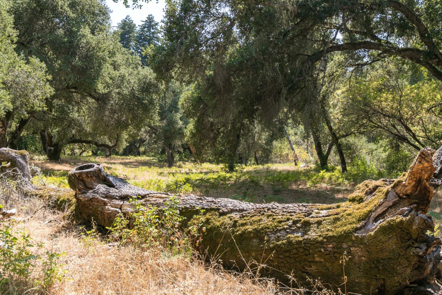 12 Arroyo Sequoia, CARMEL, California 93923, ,Lots And Land,For Sale,Arroyo Sequoia,40965630