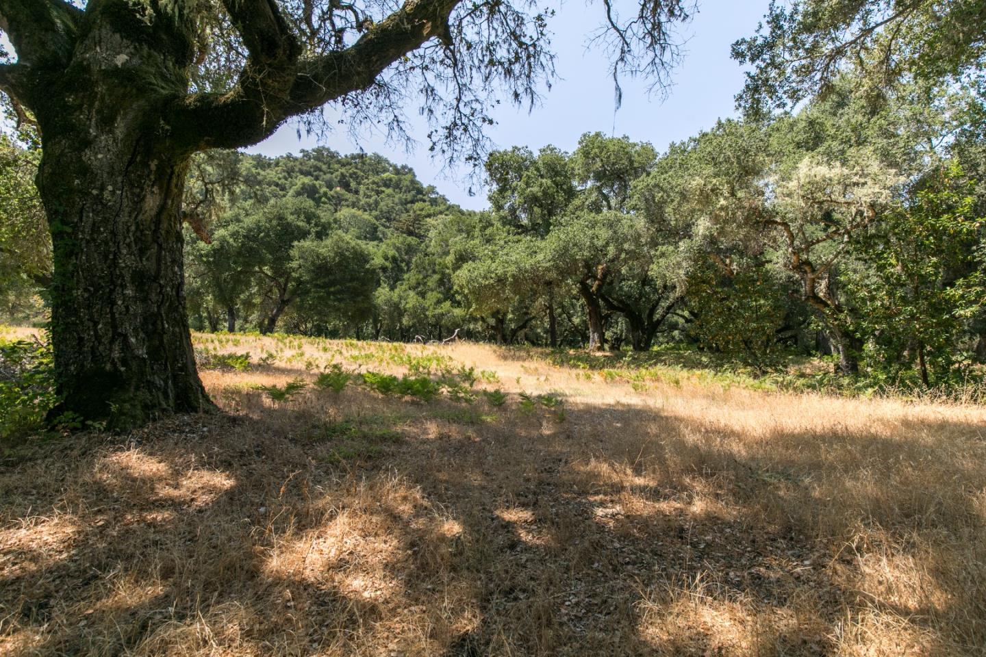 12 Arroyo Sequoia, CARMEL, California 93923, ,Lots And Land,For Sale,Arroyo Sequoia,40965630