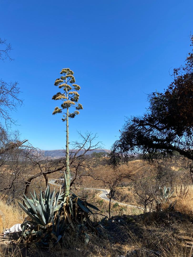 34951 Sky Ranch Road, CARMEL VALLEY, California 93924, ,Lots And Land,For Sale,Sky Ranch Road,40965752