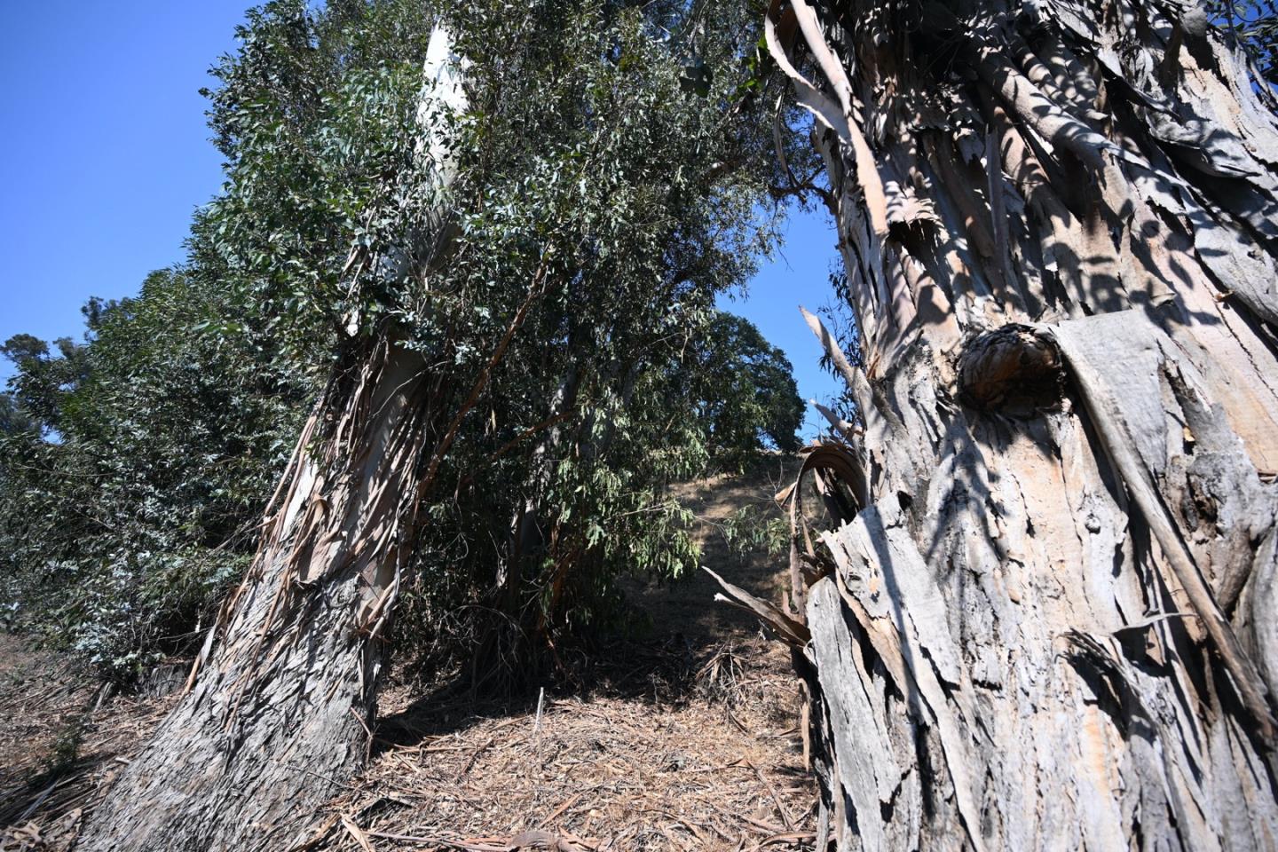 1860 Llagas Road, MORGAN HILL, California 95037, ,Lots And Land,For Sale,Llagas Road,40965769