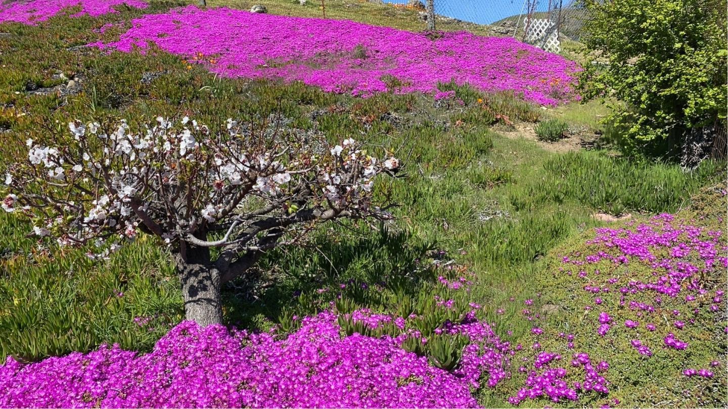 3463 Calaveras Road, MILPITAS, California 95035, ,Lots And Land,For Sale,Calaveras Road,40965771