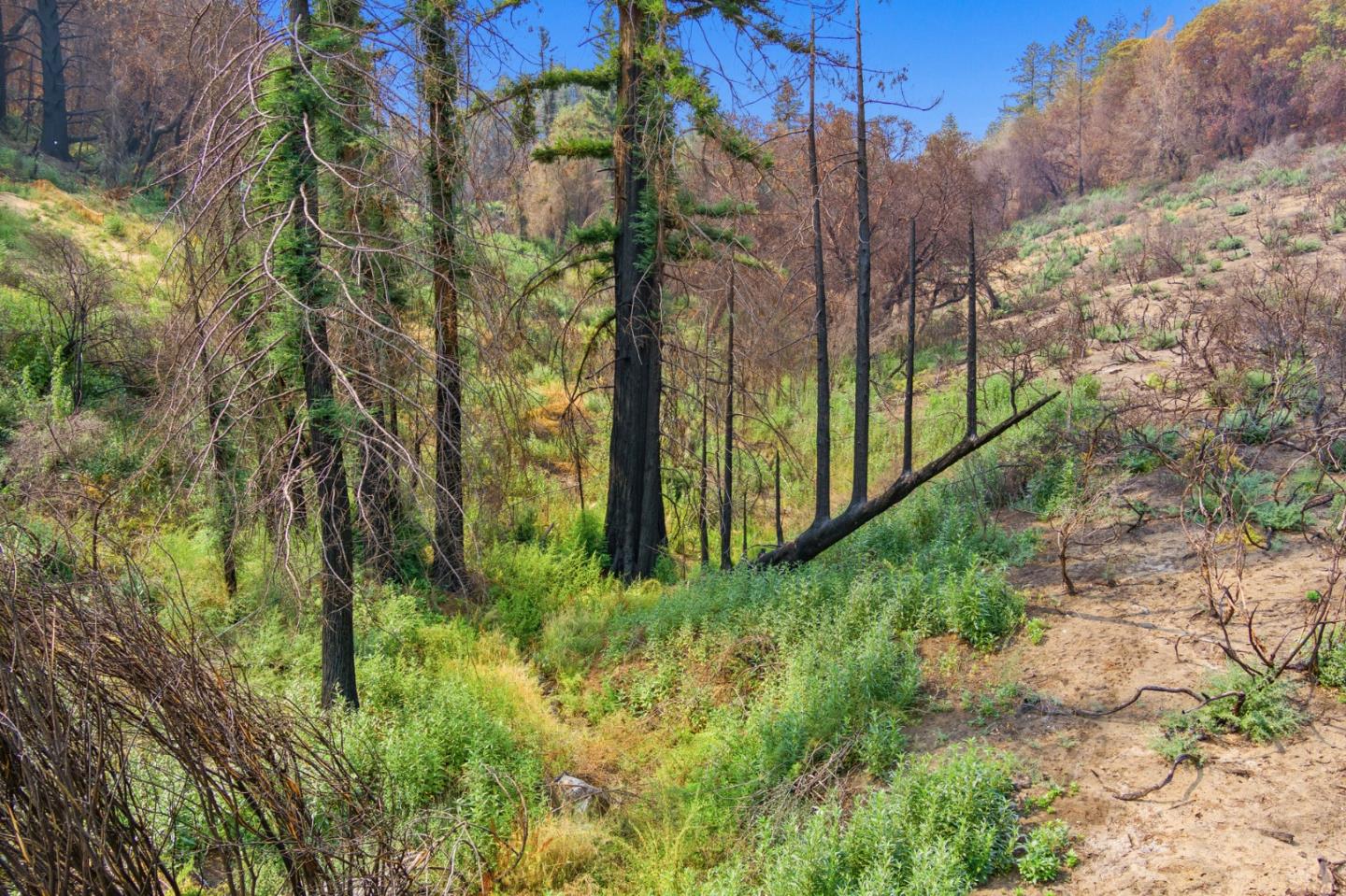 225 San Vicente Terrace, SANTA CRUZ, California 95060, ,Lots And Land,For Sale,San Vicente Terrace,40965988