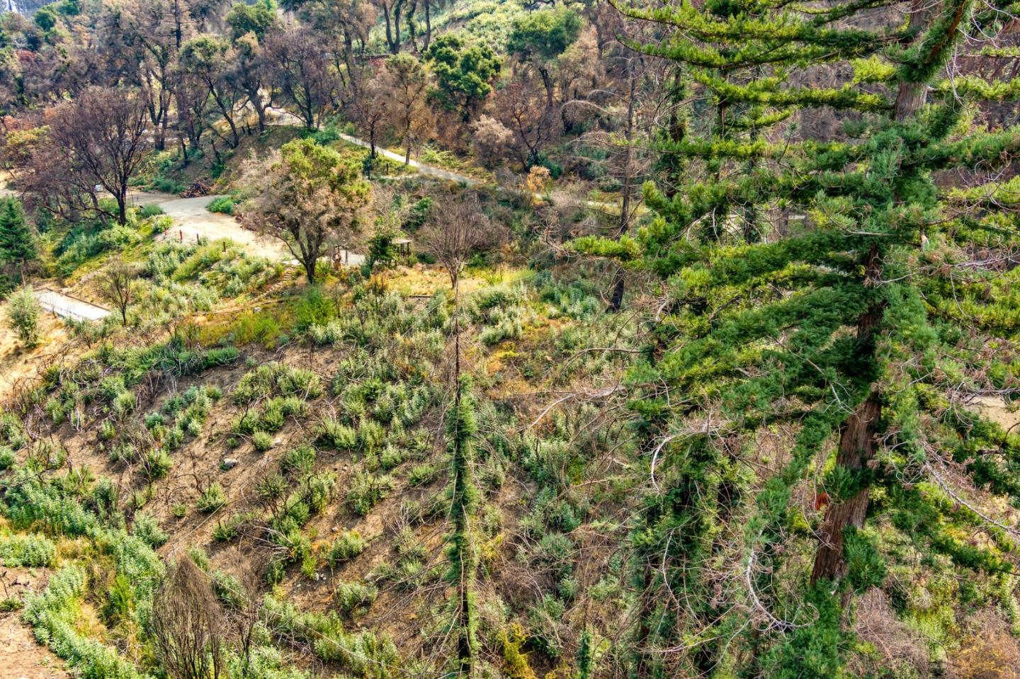 225 San Vicente Terrace, SANTA CRUZ, California 95060, ,Lots And Land,For Sale,San Vicente Terrace,40965988