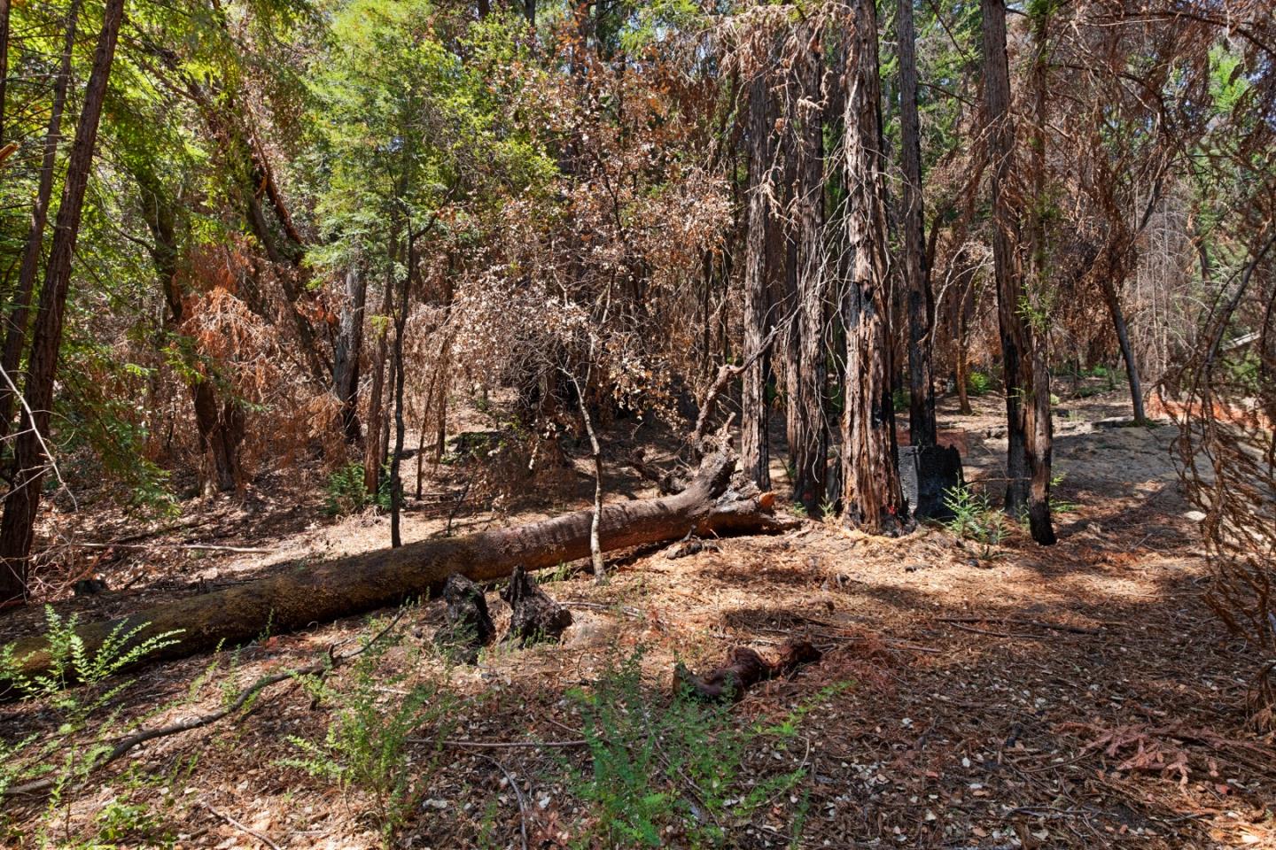 565 Locksley Road, BOULDER CREEK, California 95006, ,Lots And Land,For Sale,Locksley Road,40967442