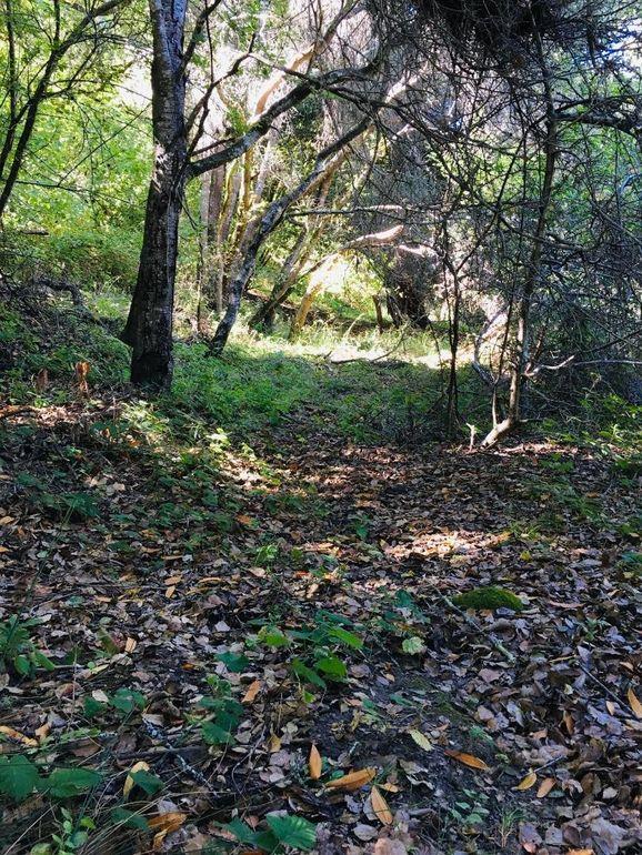 1555 Branciforte Drive, SANTA CRUZ, California 95065, ,Lots And Land,For Sale,Branciforte Drive,40967465