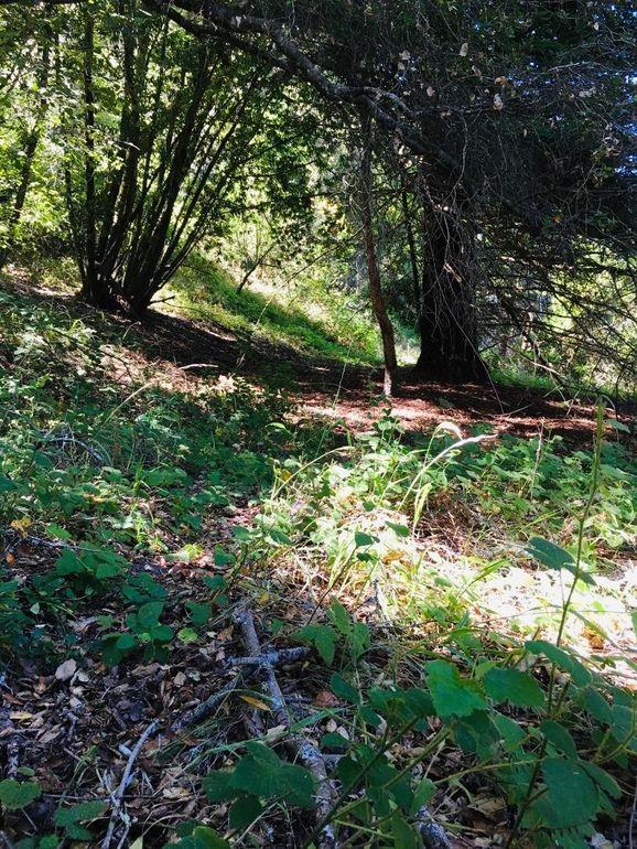 1555 Branciforte Drive, SANTA CRUZ, California 95065, ,Lots And Land,For Sale,Branciforte Drive,40967465