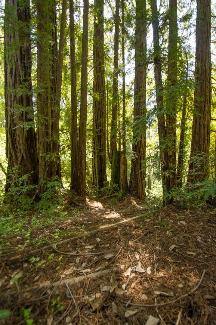 14985 Fern Avenue, BOULDER CREEK, California 95006, ,Lots And Land,For Sale,Fern Avenue,40967514