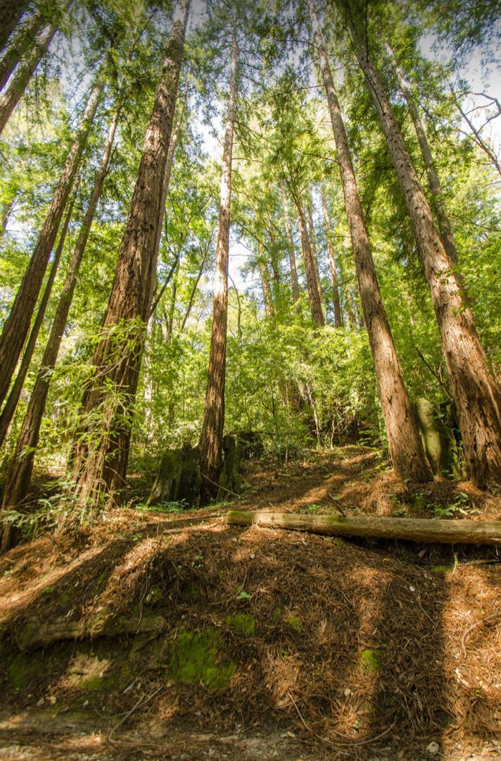 14985 Fern Avenue, BOULDER CREEK, California 95006, ,Lots And Land,For Sale,Fern Avenue,40967514