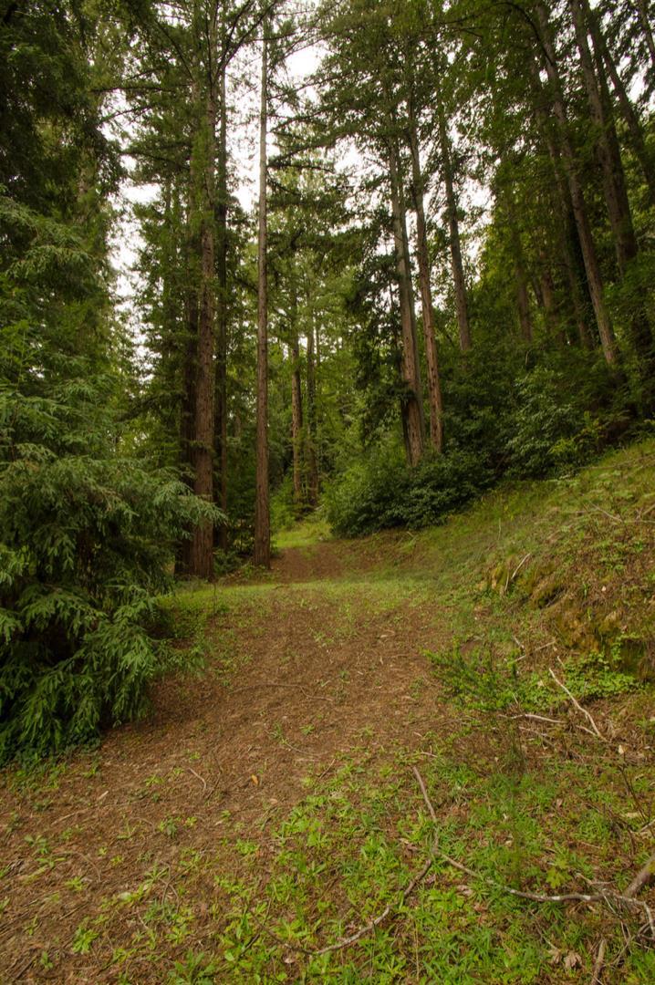 14985 Fern Avenue, BOULDER CREEK, California 95006, ,Lots And Land,For Sale,Fern Avenue,40967514