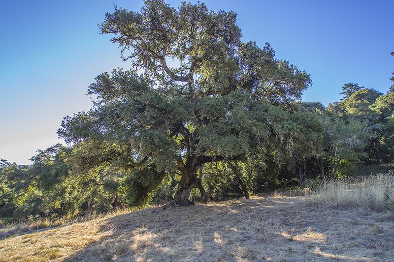 250 Heacox, WOODSIDE, California 94062, ,Lots And Land,For Sale,Heacox,40967712