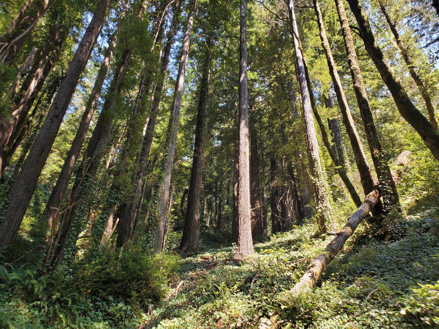 000 Purissima, WOODSIDE, California 94062, ,Lots And Land,For Sale,Purissima,40969352