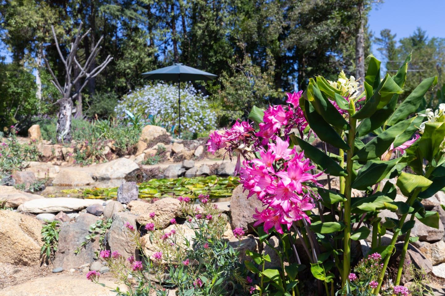 77 Pine Hill Drive, SANTA CRUZ, California 95060, ,Lots And Land,For Sale,Pine Hill Drive,40968427