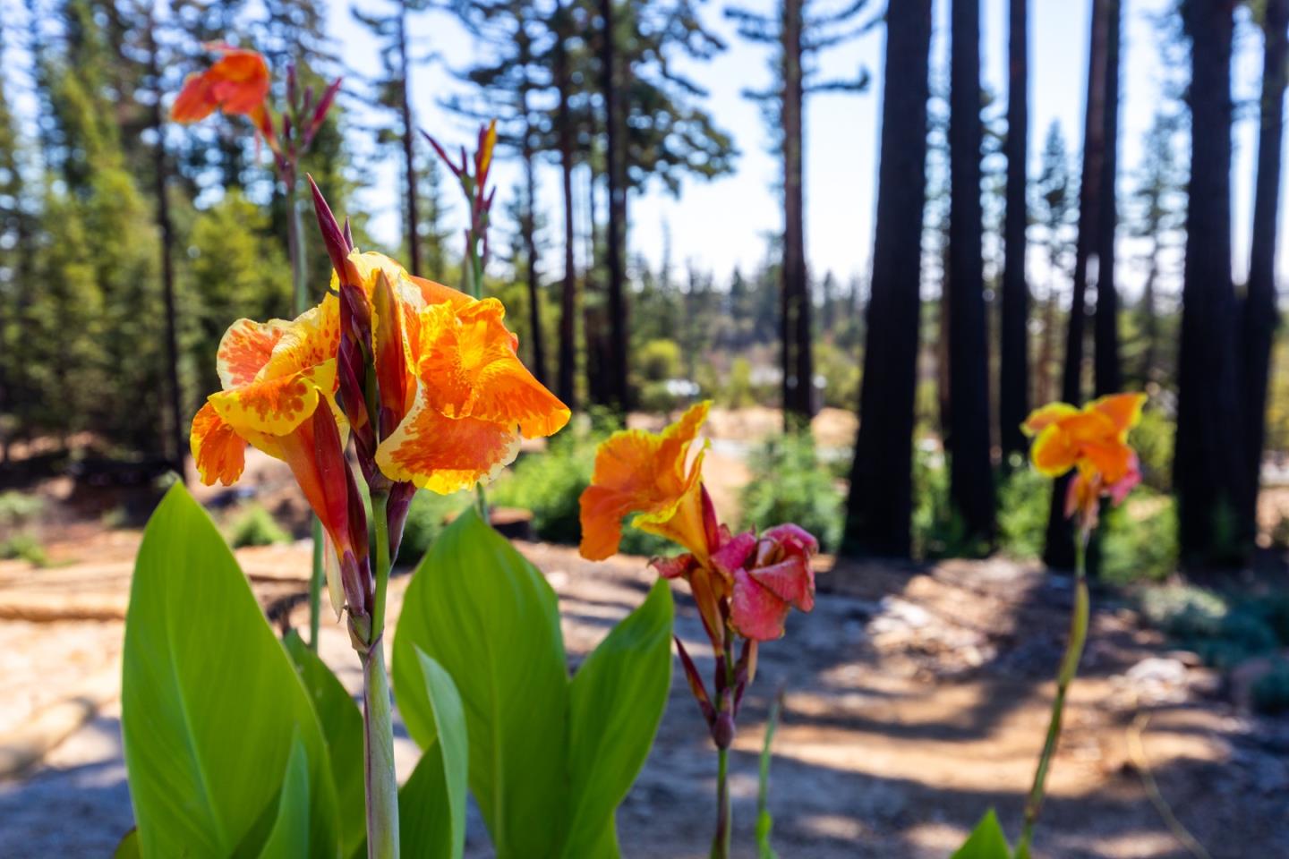 77 Pine Hill Drive, SANTA CRUZ, California 95060, ,Lots And Land,For Sale,Pine Hill Drive,40968427
