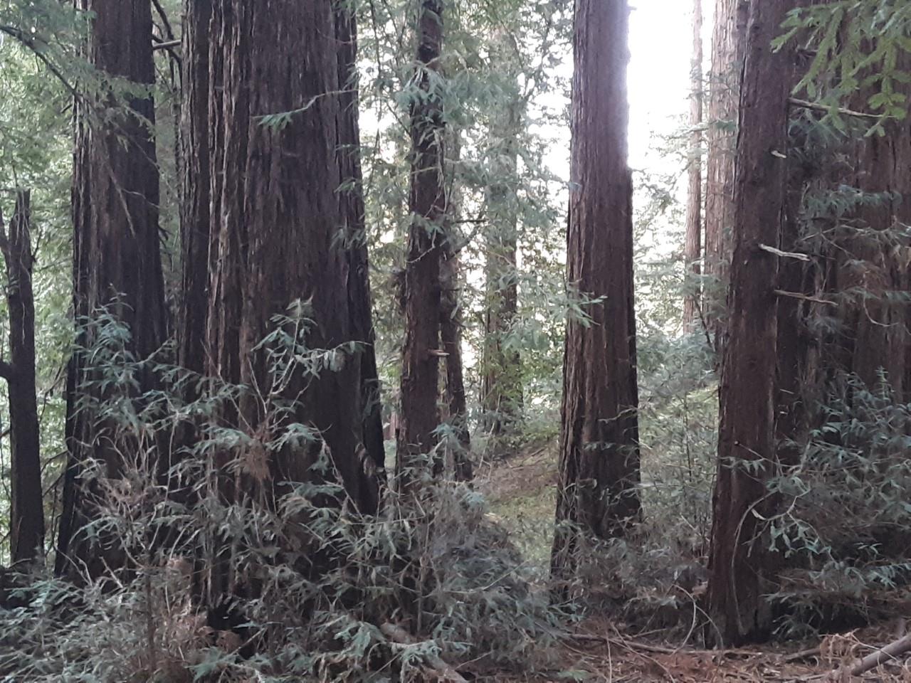 0 Ponza Lane, SOQUEL, California 95073, ,Lots And Land,For Sale,Ponza Lane,40968433